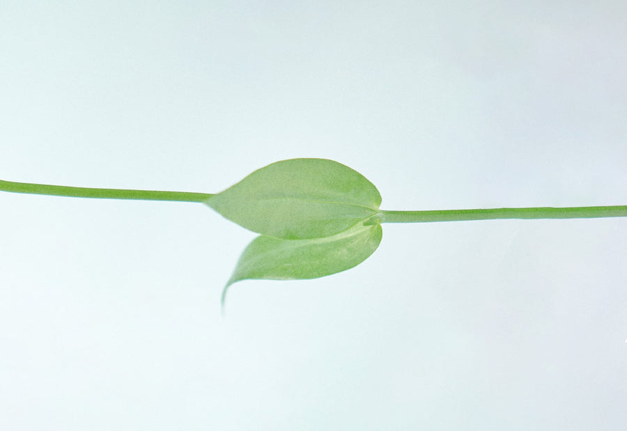 happy new year special coupon！