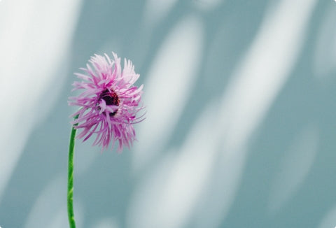 サイトリニューアルのお知らせ